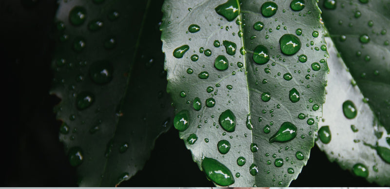 Six steps to using a beard oil